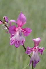 Gladiolus laxiflorus