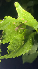 Burtinus notatipennis