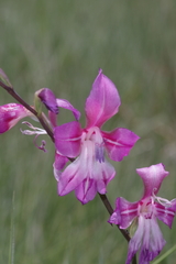 Gladiolus laxiflorus