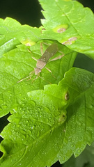 Burtinus notatipennis