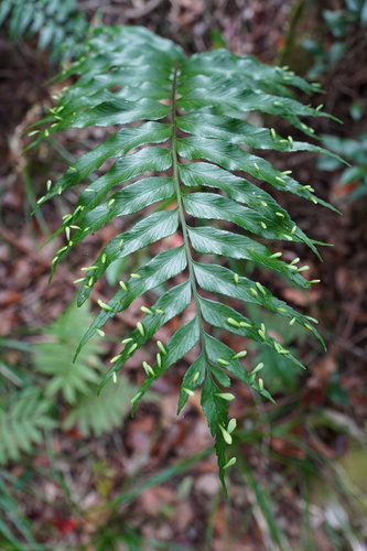 Asplenium daucifolium image