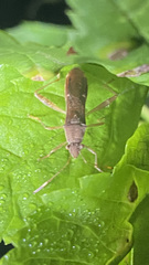 Burtinus notatipennis