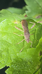 Burtinus notatipennis