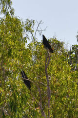 Calyptorhynchus banksii
