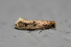 Niditinea orleansella