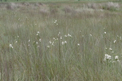 Calanthe tricarinata image