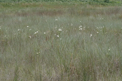 Calanthe tricarinata image