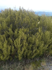 Halocarpus bidwillii