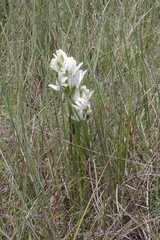 Calanthe tricarinata image