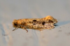 Niditinea orleansella