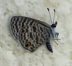 Leptotes