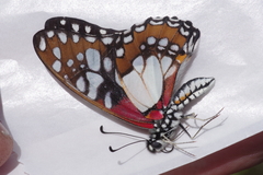 Graphium schaffgotschi