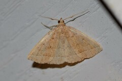 Zanclognatha jacchusalis