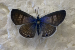 Leptotes