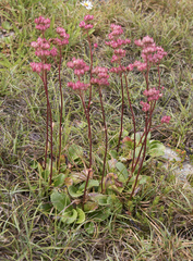 Leptarrhena pyrolifolia
