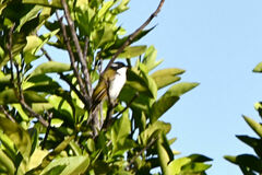 Melithreptus albogularis