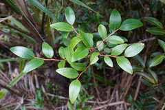Phyllanthaceae