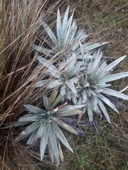 Celmisia semicordata stricta