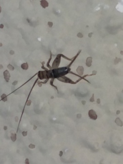 Gryllodes sigillatus