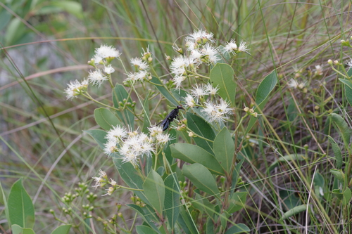 Syzygium guineense subsp. huillense image