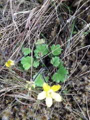 Ranunculus multiscapus