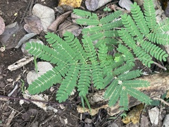 Mimoseae