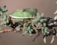Chlorochroa uhleri
