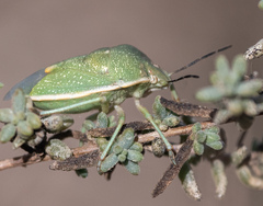 Chlorochroa uhleri