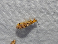 Mucroberotha minteri