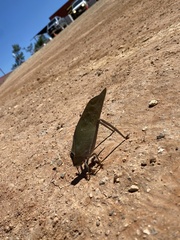 Stilpnochlora azteca