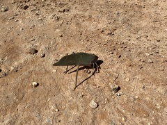 Stilpnochlora azteca