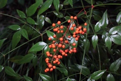 Nandina domestica