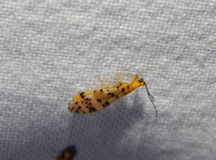 Mucroberotha minteri