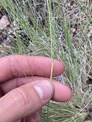 Festuca octoflora
