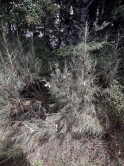 Dracophyllum longifolium