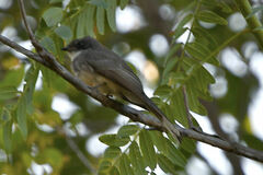 Rhipidura rufiventris