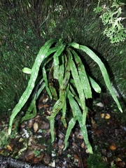 Notogrammitis angustifolia