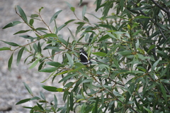 Limenitis weidemeyerii