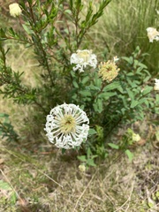 Pimelea treyvaudii