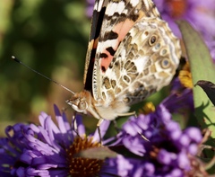 Vanessa cardui