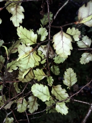Nothofagus fusca