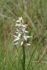 Satyrium trinerve