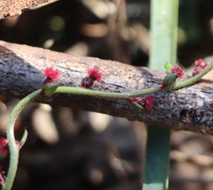 Gonocarpus tetragynus