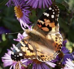 Vanessa cardui
