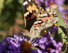 Vanessa cardui
