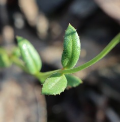 Gonocarpus tetragynus