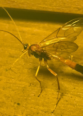 Opheltes glaucopterus