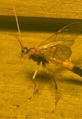 Opheltes glaucopterus