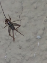 Gryllodes sigillatus