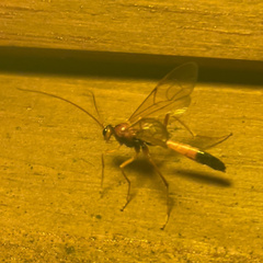 Opheltes glaucopterus